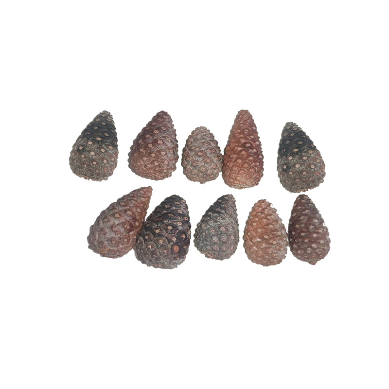 دکوری مدل میوه کاج بسته 10عددی